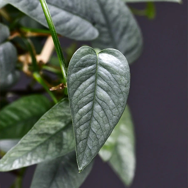 Cebu Blue Pothos 1 Cebu Blue Pothos