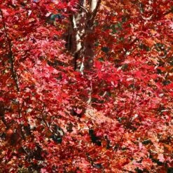 Celebration Maple Tree -Evergreen Trees Sales Store Celebration Maple 2 FGT