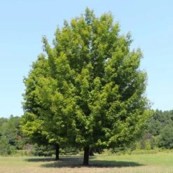 Celebration Maple Tree -Evergreen Trees Sales Store Celebration Maple 3 FGT