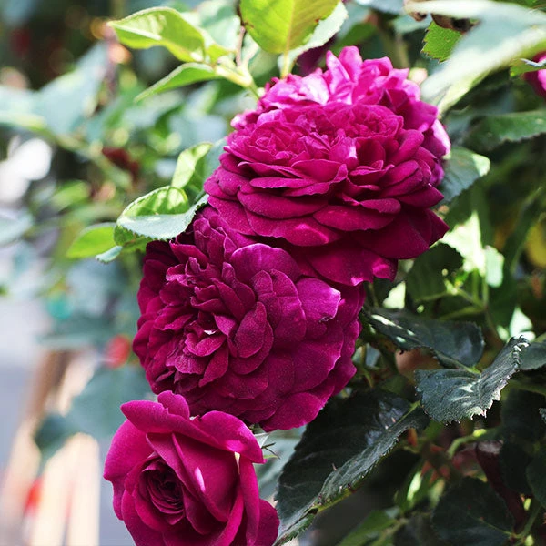 Celestial Night™ Rose Tree 1 Celestial Night™ Rose Tree