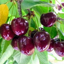 Chelan Cherry Tree -Evergreen Trees Sales Store Chelan Cherry 1