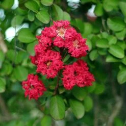 Cherokee Crape Myrtle -Evergreen Trees Sales Store Cherokee Crape Myrtle Closeup D1 450