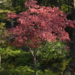Cherokee Brave Dogwood -Evergreen Trees Sales Store Cherokee Brave Dogwood 2