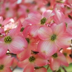 Cherokee Brave Dogwood -Evergreen Trees Sales Store Cherokee Brave Dogwood 3 FGT