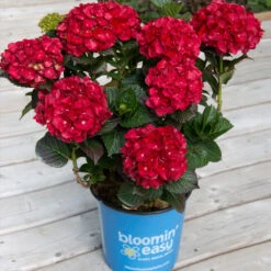 Cherry-Go-Round™ Hydrangea -Evergreen Trees Sales Store Cherry Go Round Hydrangea 1