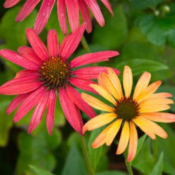 Cheyenne Spirit Echinacea (Coneflower) -Evergreen Trees Sales Store Cheyenne SPirit Coneflower 4
