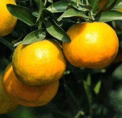 Chinotto Sour Orange Tree -Evergreen Trees Sales Store Chinotto Sour Orange Tree 450 D1