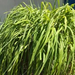 Citronella Grass (Cymbopogon Nardus) 7 Citronella Grass (Cymbopogon Nardus) -Evergreen Trees Sales Store Citronella GRass 4 FGT