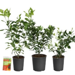 All-in-One Citrus Starter Kit 5 All-in-One Citrus Starter Kit -Evergreen Trees Sales Store Citrus Starter Kit 2