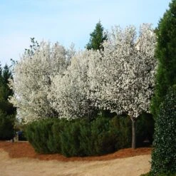 Cleveland Pear Tree -Evergreen Trees Sales Store Cleveland Pear 2 FGT