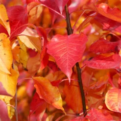 Cleveland Pear Tree -Evergreen Trees Sales Store Cleveland Pear 9 FGT