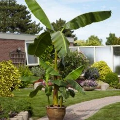 Cold Hardy Banana Tree -Evergreen Trees Sales Store Cold Hardy Banana Tree 1