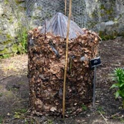 Cold Hardy Banana Tree -Evergreen Trees Sales Store Cold Hardy Banana Tree FGT 3