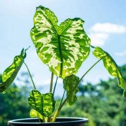 Colocasia 'Hilo Beauty' -Evergreen Trees Sales Store Colocasia Hilo beauty 1