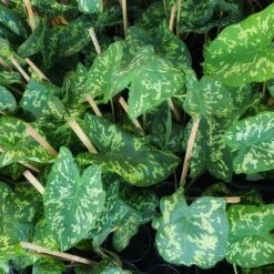 Colocasia 'Hilo Beauty' -Evergreen Trees Sales Store Colocasia Hilo beauty 2