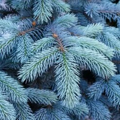 Colorado Blue Spruce Tree -Evergreen Trees Sales Store Colorado BLue Spruce 1 FGT