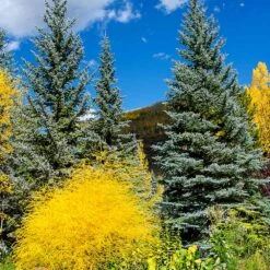 Colorado Blue Spruce Tree -Evergreen Trees Sales Store Colorado BLue Spruce 4 FGT