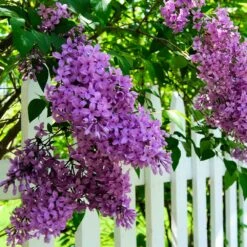 Common Purple Lilac 5 Common Purple Lilac -Evergreen Trees Sales Store Common Purple Lilac 3