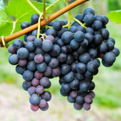 Concord Grape -Evergreen Trees Sales Store Concord Grape 1 FGT