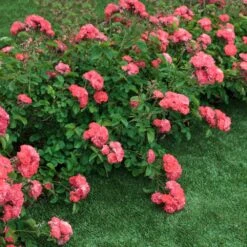 Coral Drift® Rose -Evergreen Trees Sales Store Coral Drift Rose 2 FGT