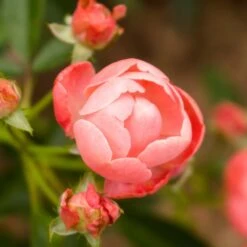 Coral Knock Out® Rose Shrub -Evergreen Trees Sales Store Coral Knockout Rose 2 FGT
