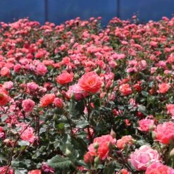 Coral Knock Out® Rose Shrub -Evergreen Trees Sales Store Coral Knockout Rose 3 FGT