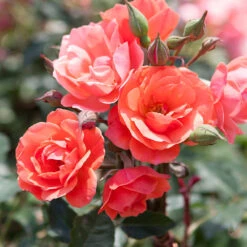 Coral Knock Out® Rose Tree -Evergreen Trees Sales Store Coral Knockout Rose Tree 1