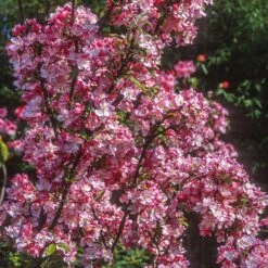 Coralburst® Crabapple 5 Coralburst® Crabapple -Evergreen Trees Sales Store Coralbust Crabapple 1