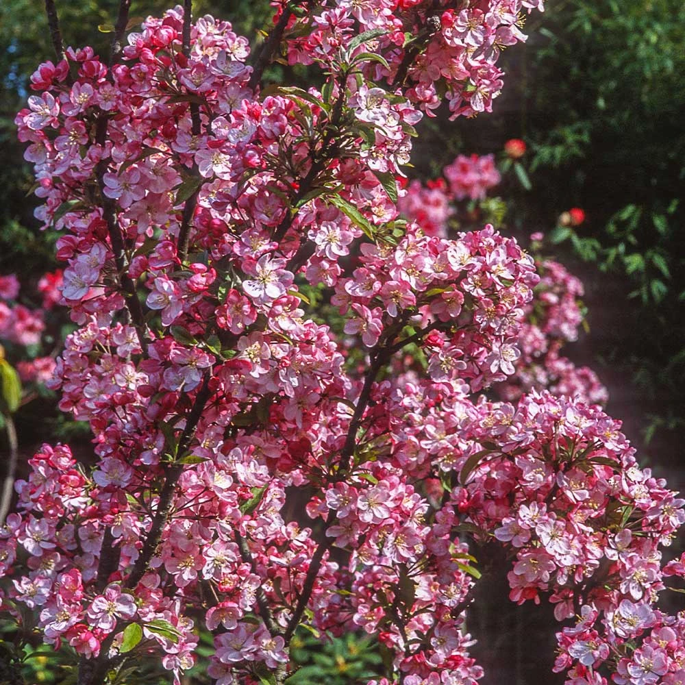 Coralburst® Crabapple 3 Coralburst® Crabapple - Image 3
