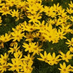 Threadleaf Coreopsis Plant -Evergreen Trees Sales Store Coreopsis Zagreb 1