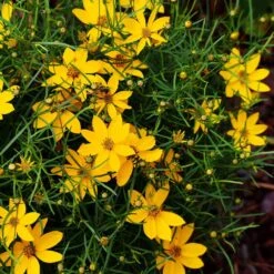 Threadleaf Coreopsis Plant -Evergreen Trees Sales Store Coreopsis Zagreb 3 FGT