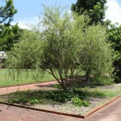 Corkscrew Willow Tree -Evergreen Trees Sales Store Corkscrew Willow 1