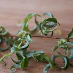 Corkscrew Willow Tree -Evergreen Trees Sales Store Corkscrew Willow 2