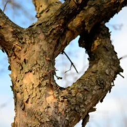 Cornelian Cherry Dogwood Tree -Evergreen Trees Sales Store Cornelian Cherry Dogwood