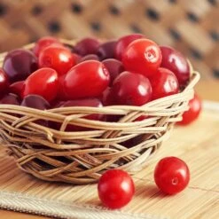 Cornelian Cherry Dogwood Tree -Evergreen Trees Sales Store Cornelian Cherry Dogwood 1 FGT