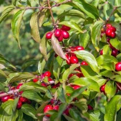 Cornelian Cherry Dogwood Tree -Evergreen Trees Sales Store Cornelian Cherry Dogwood 2 FGT