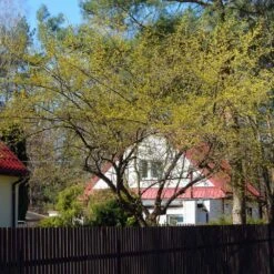 Cornelian Cherry Dogwood Tree -Evergreen Trees Sales Store Cornelian Cherry Dogwood 4 FGT