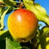 Cox's Orange Pippin Apple Tree