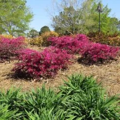Crimson Fire™ Loropetalum -Evergreen Trees Sales Store Crimson Fire Loropetalum 1