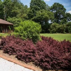 Crimson Fire™ Loropetalum -Evergreen Trees Sales Store Crimson Fire Loropetalum 3