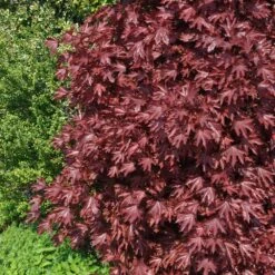 Crimson Sentry Norway Maple Tree -Evergreen Trees Sales Store Crimson Sentry Maple 2 FGT