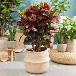 Sunset Hues House Plant Kit 13 Sunset Hues House Plant Kit -Evergreen Trees Sales Store Croton Petra 1 FGT 445f7f6a 00f4 451b a6b3 3f52129ac266
