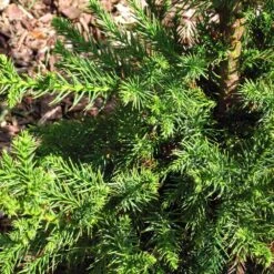 Black Dragon Cryptomeria -Evergreen Trees Sales Store Cryptomeria Black Dragon 3