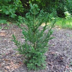 Black Dragon Cryptomeria -Evergreen Trees Sales Store Cryptomeria Black Dragon 4