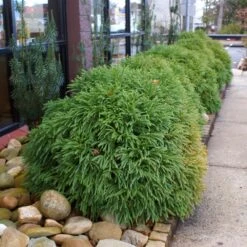 Cryptomeria 'Globosa Nana' Shrub -Evergreen Trees Sales Store Cryptomeria Radicans 2 3165d994 5f65 4559 9565 a9ab498ac1dd