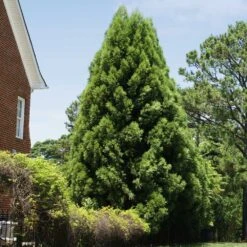 Cryptomeria Radicans -Evergreen Trees Sales Store Cryptomeria Radicans 5