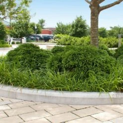 Cryptomeria 'Globosa Nana' Shrub -Evergreen Trees Sales Store Cryptomeria Radicans 5 1b1b9abd 7f86 4bef bc80 cb1e72effa46