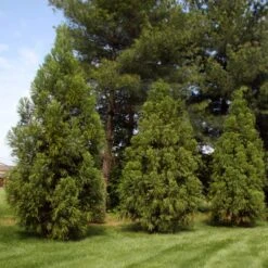 Yoshino Japanese Cedar -Evergreen Trees Sales Store Cryptomeria Yoshino 2