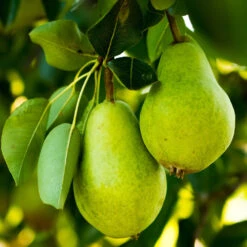 5-in-1 Pear Surprise Tree 8 5-in-1 Pear Surprise Tree -Evergreen Trees Sales Store DAnjou Pear 2FGT 73383108 937f 4acd a537 a189c0e02da1