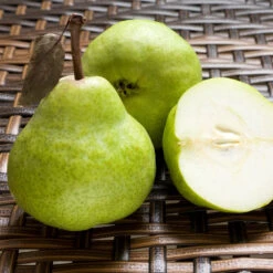 D'Anjou Pear Tree -Evergreen Trees Sales Store DAnjou Pear 3 FGT da277ba9 1c1c 4f9f 9202 bc3a27216f3b